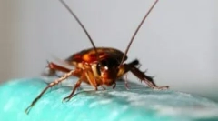 Што да ги исплаши лебарки од станот?